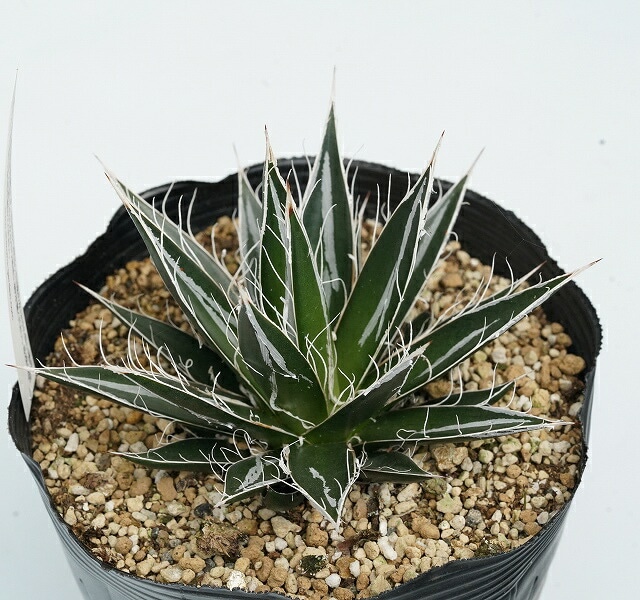 アガベ・フィリフェラ 5号ポット | | アガベ（リュウゼツラン） | 四国