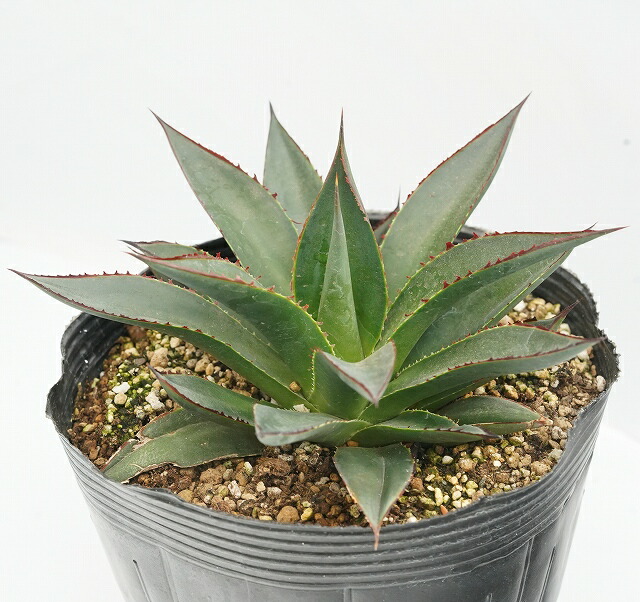 アガベ「ブルー・グロー」 5号ポット | | アガベ（リュウゼツラン