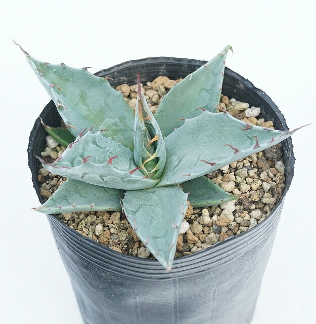 アガベ・パラサナ 3号ロングポット | | アガベ（リュウゼツラン