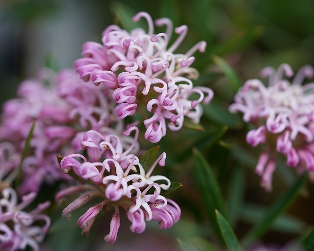 グレビレア「ピンク・ミジェット」 5号ロングスリット鉢