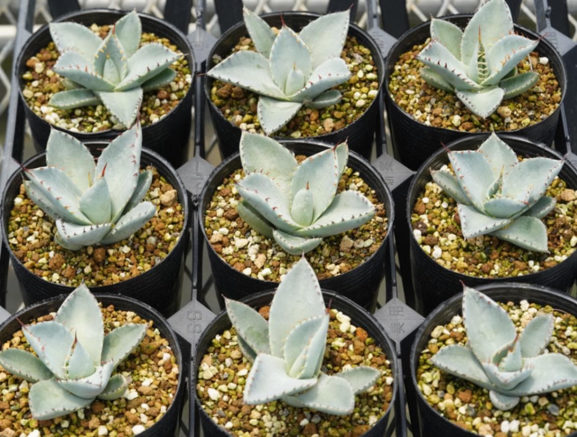 アガベ パリートランカータB 実生株 約25cm 特選株】アガベ・パリー