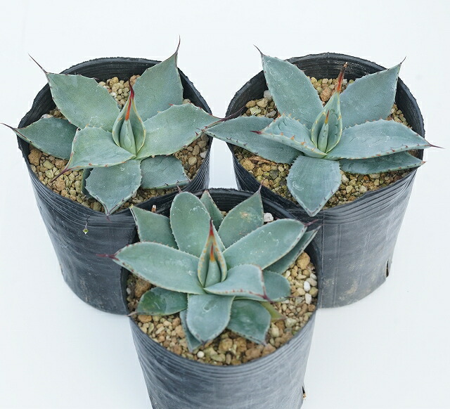 アガベ・パリー・フワチューケンシス（ホーチエンシス） 3号ロング