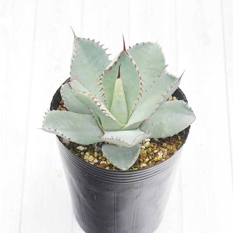 アガベ パリートランカータB 実生株 約25cm 特選株】アガベ・パリー