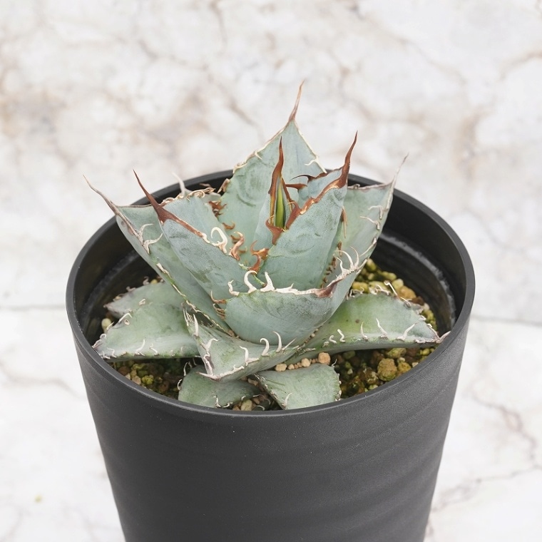 アガベ・チタノタ「パープル・レース」 4.5号鉢 | | アガベ