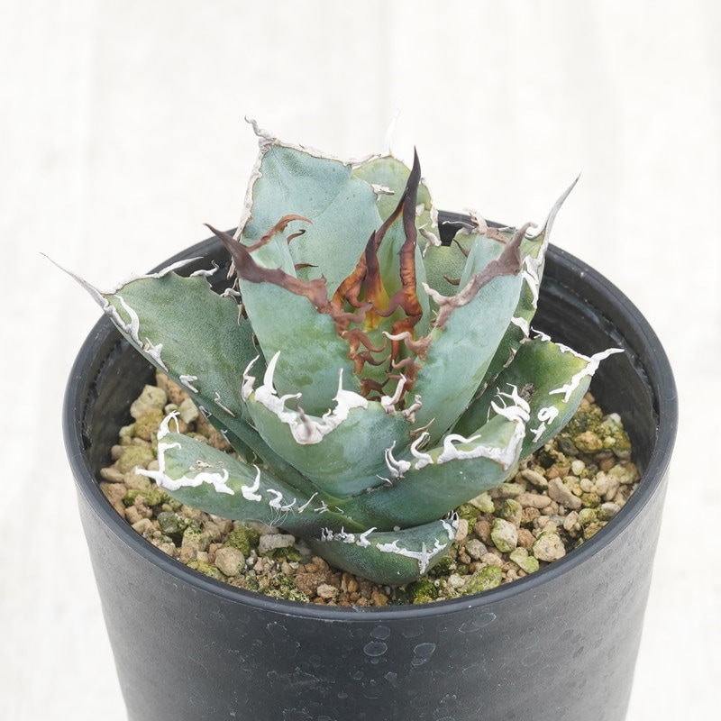 アガベ・チタノタ「阿修羅（アシュラ）」 3.5号鉢 | | チタノタ銘品