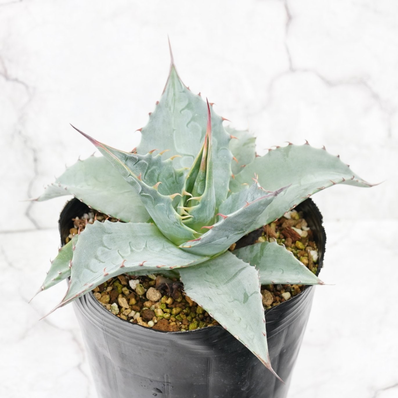 アガベ・パラサナ 4号ロングポット | | アガベ（リュウゼツラン