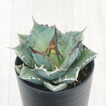 アガベ・チタノタ 「ナンバーワン」No.1 3.5号鉢 | | チタノタ銘品