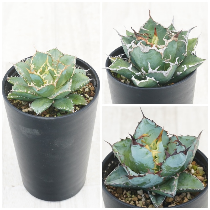 アガベ チタノタ銘品3種セット（ブラック＆ブルー・シーザー