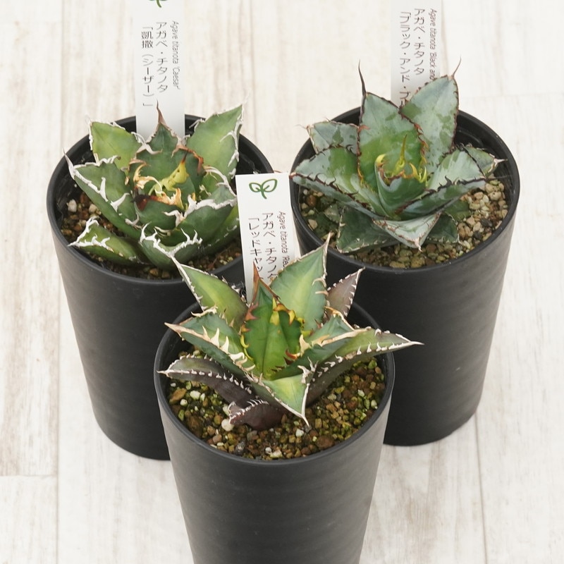 アガベ チタノタ銘品3種セット（赤猫・シーザー・ブラック＆ブルー