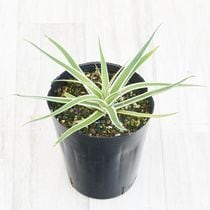 実生選抜】アガベ・オテロイ”選抜株” 3号ロングポット | | アガベ