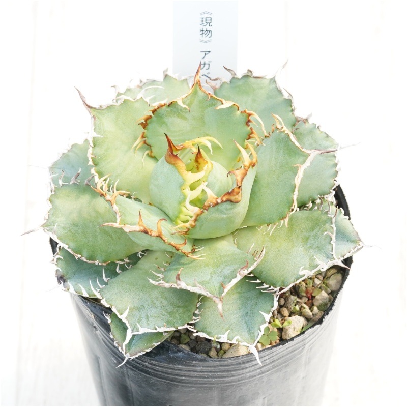 現物》アガべ チタノタ フィリグリー 3号 | | 現物販売（コレクション