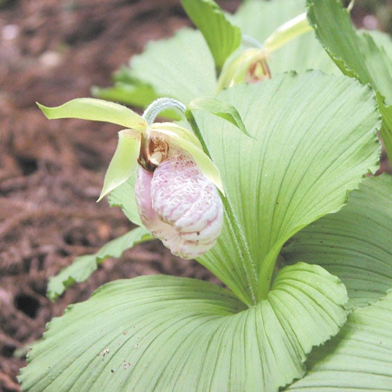 山野草】日本クマガイソウ 1芽株 | | 山野草（科名別）,ラン科-基本種