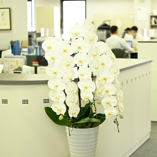 大輪 胡蝶蘭 白 3本立ち スタンダード | シーンから選ぶ | sigasiga
