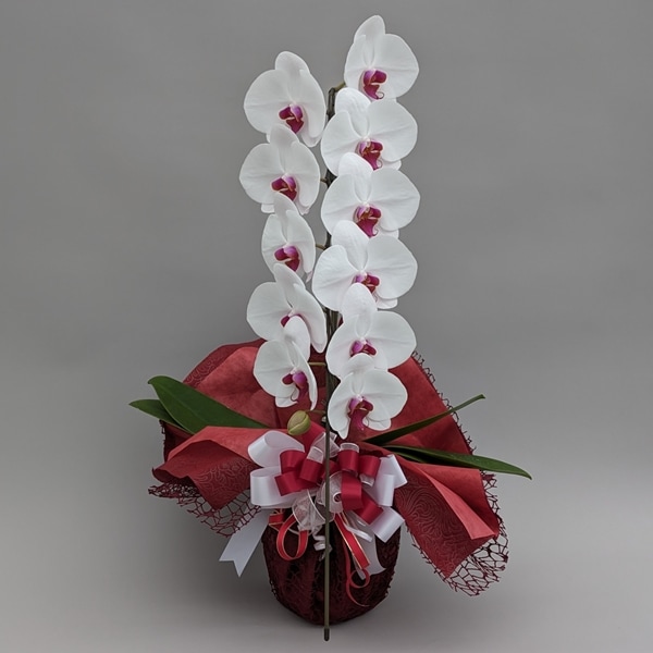 としちゃん専用 白い胡蝶蘭 赤い鉢 リボン付き 110センチ ミニ胡蝶蘭