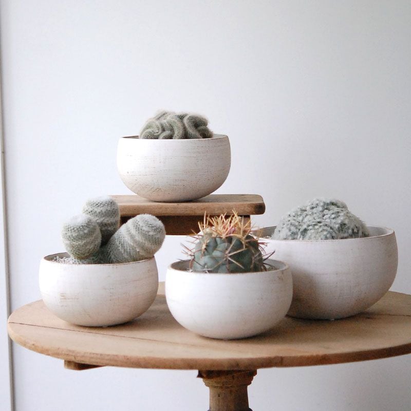 サボテンの通販・販売｜多肉植物の専門店 solxsol（ソルバイソル）