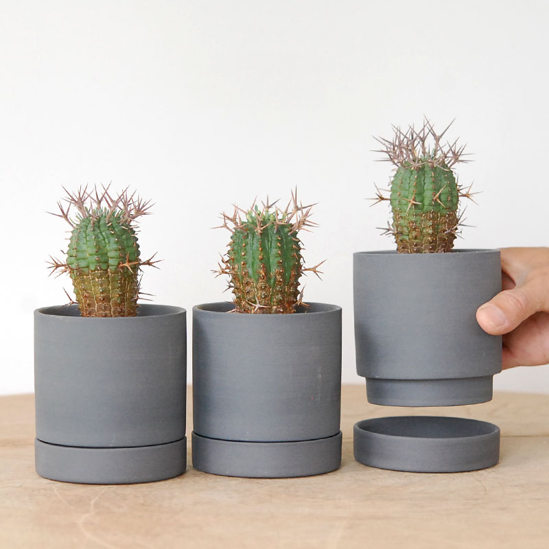 群星冠 x マットポット | 多肉植物の専門店 solxsol（ソルバイソル）