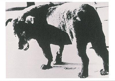 雑誌「アサヒカメラ」1971年3月号　森山大道「何かへの旅・犬の町」 森山大道『何かへの旅』の一枚 | 写真と文具