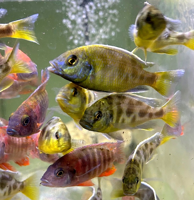 N.ベネスタス 8cm± | 淡水（生体）,アフリカンシクリッド,マラウィ湖産