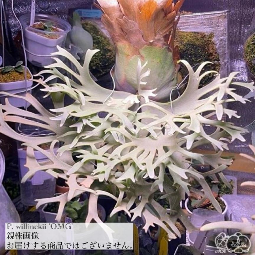 ビカクシダ ウィリンキー 'OMG' (TC) 3寸鉢 | ビカクシダ,ビーチー