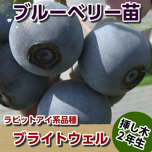 ブライトウェル 【挿し木2年生苗】 ブルーベリー苗木 ブルーベリー