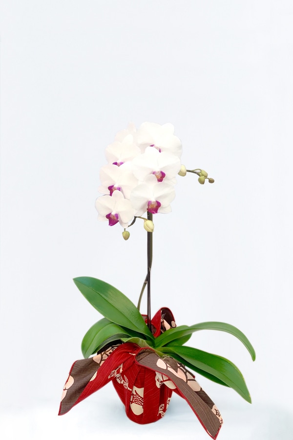 紅白｜胡蝶蘭・フラワーギフト通販の京都花室おむろ