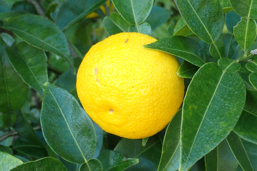 ユズ（ミカン科） | 見ごろの植物