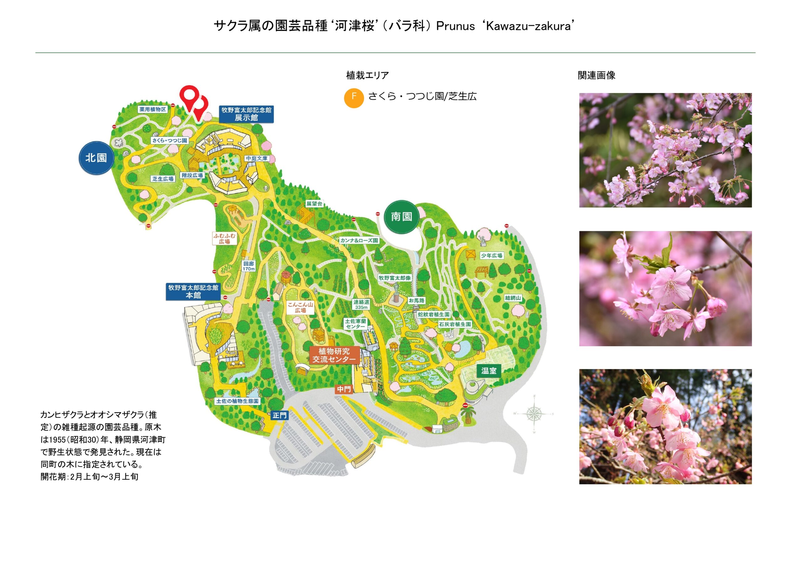 サクラ属の園芸品種'河津桜'（バラ科） | 見ごろの植物