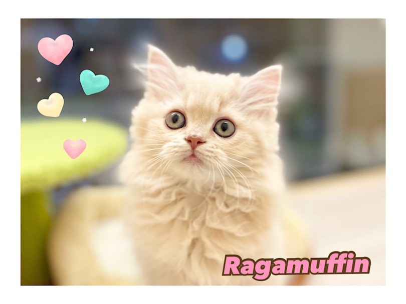 ラガマフィン 】これぞ猫のテディベア！ふんわり可愛い系大型猫にゃん