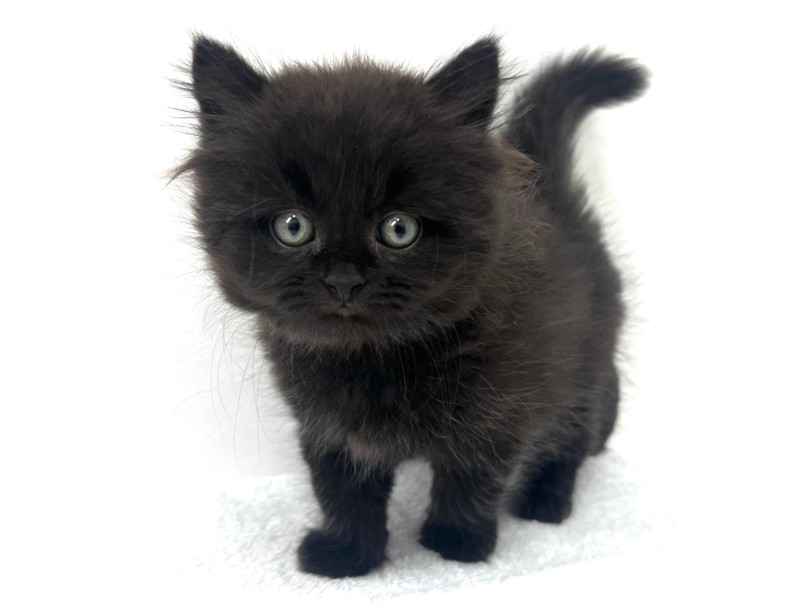 ラガマフィン 】黒に染まる！ミステリアスなブラックキャット