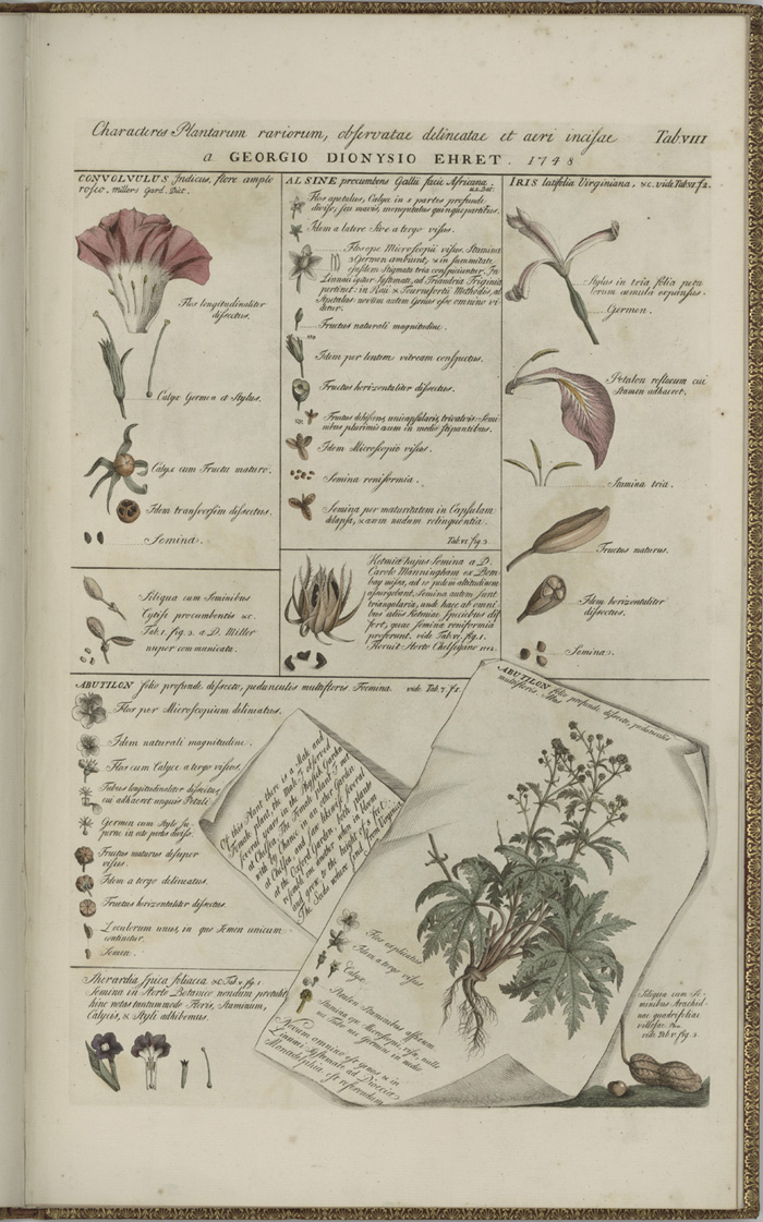 博物図譜とデジタルアーカイブⅣ | 美術館