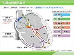 心臓の刺激伝導系のイラスト - 医療のイラスト・写真・動画、素材販売