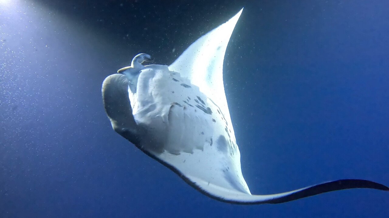 カイルア コナ グループ マンタと泳ぐ 2026 - ハワイ島