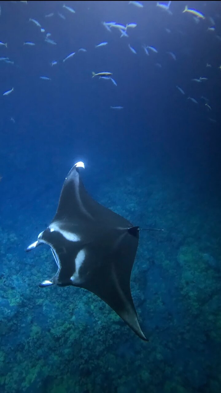 カイルア コナ グループ マンタと泳ぐ 2026 - ハワイ島