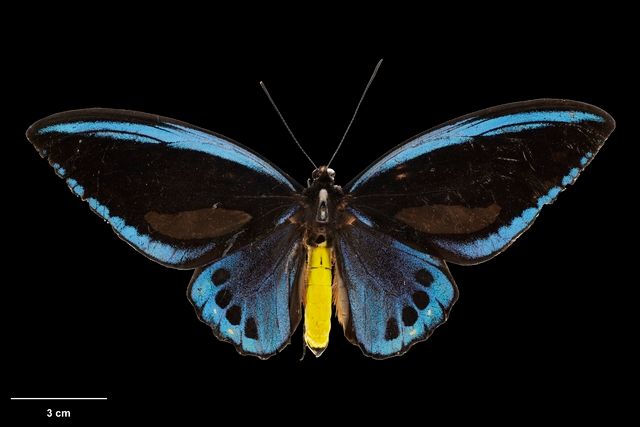 Ornithoptera priamus urvillianus (Guérin-Méneville, 1830
