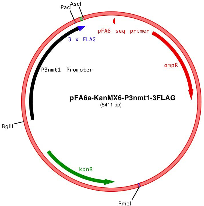 Addgene: pFA6a-kanMX6-P3nmt1-3FLAG