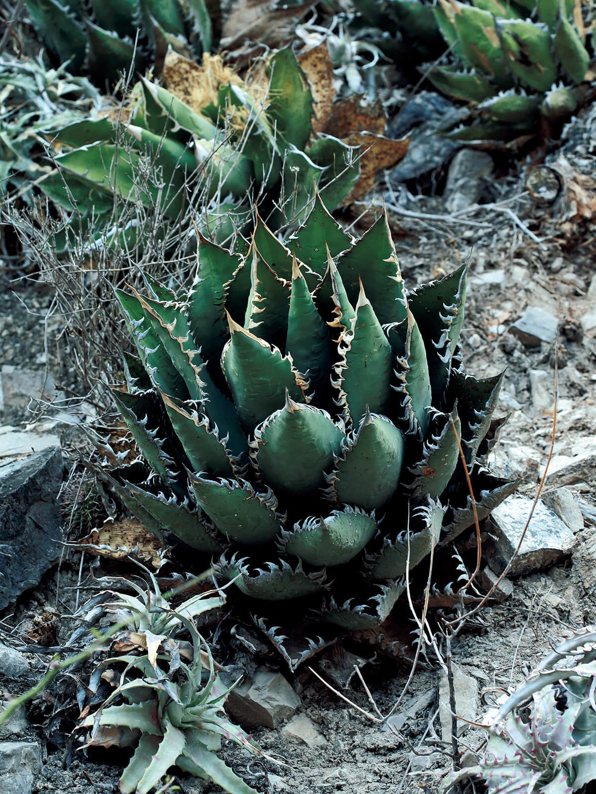 オアハカ アガベ 現地 オアハカ アガベ 現地 珍奇植物の聖地、メキシコ