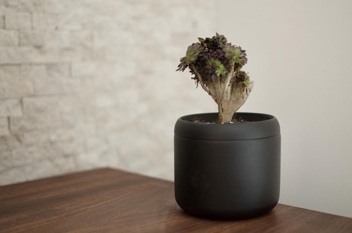 TENTの「プラントポットハチ」にもっと早く出会っていれば、植物を枯ら