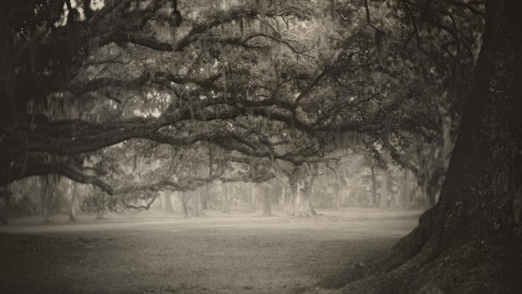 Sally Mann | Meer