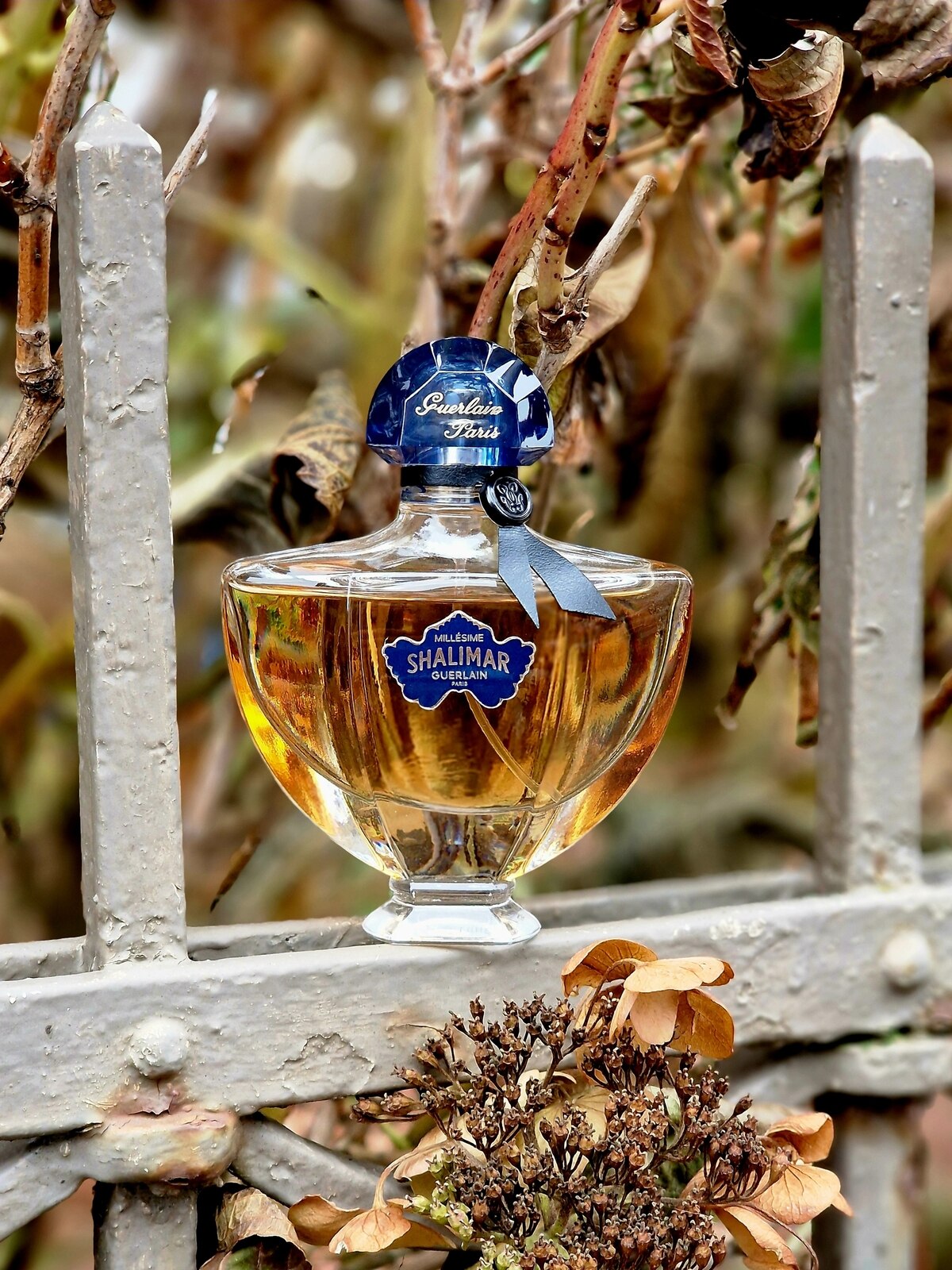 Shalimar Millésime Iris von Guerlain » Meinungen & Duftbeschreibung