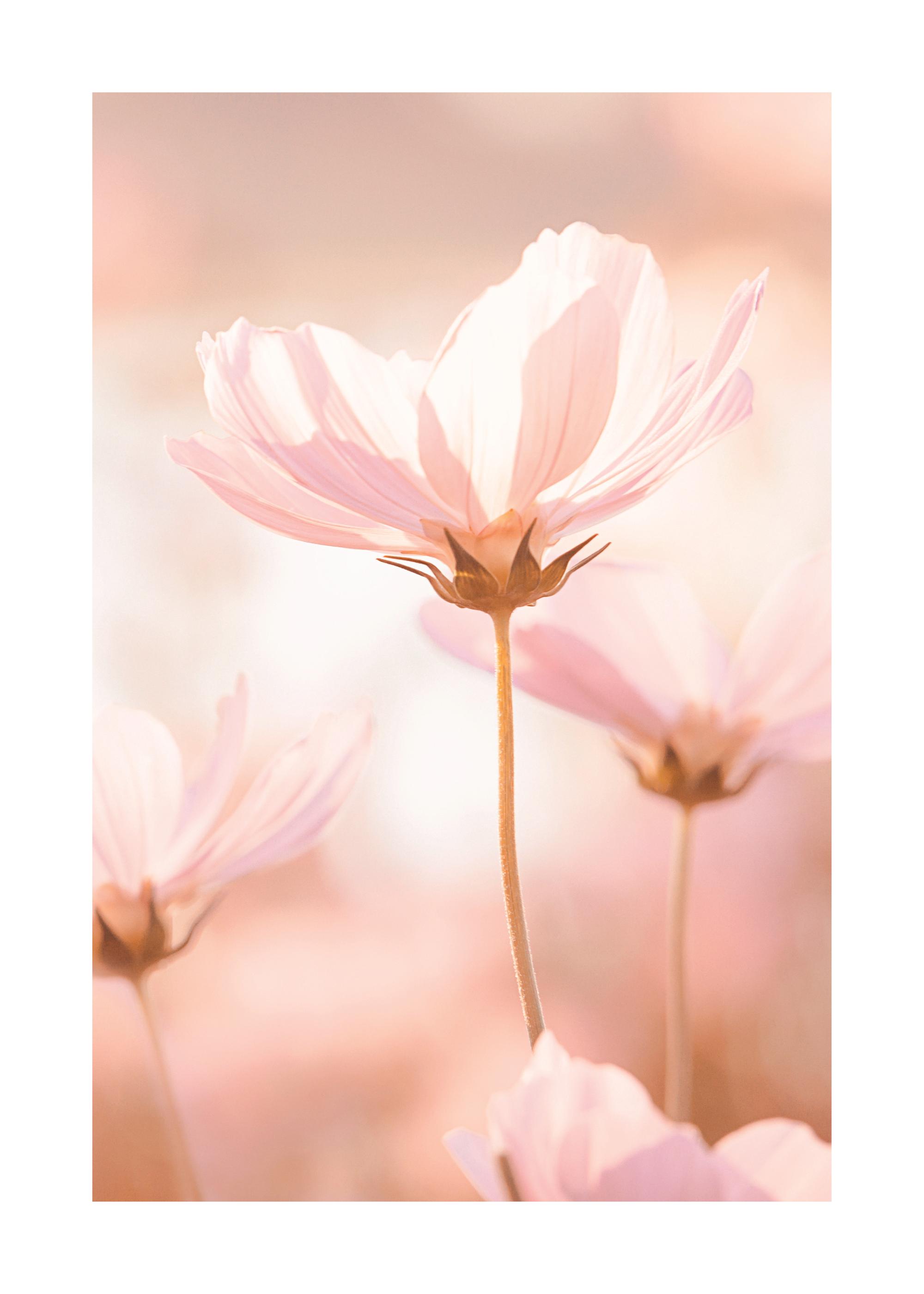 Pink Flowers in Sunlight Poster with Delicate Pink Flowers