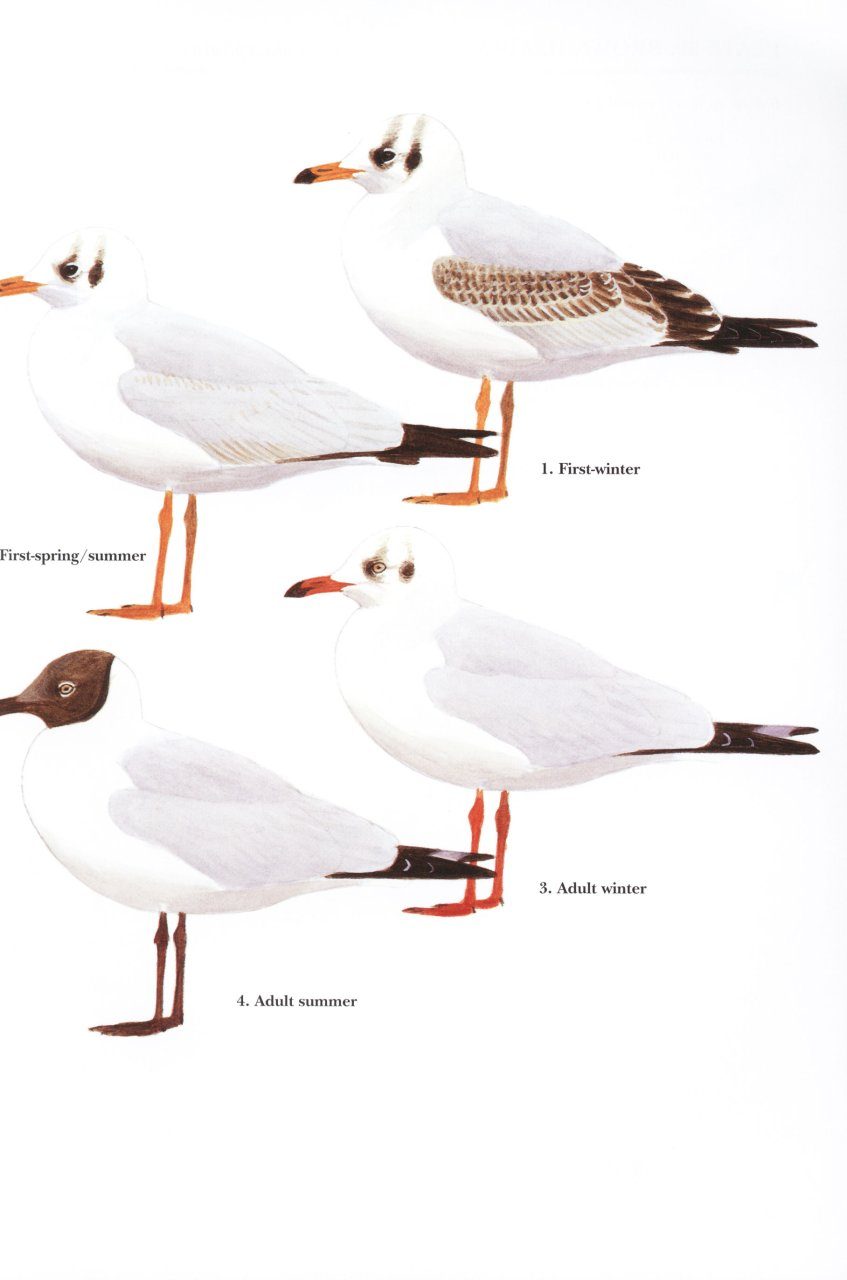 Gulls of Europe, Asia and North America | NHBS Field Guides