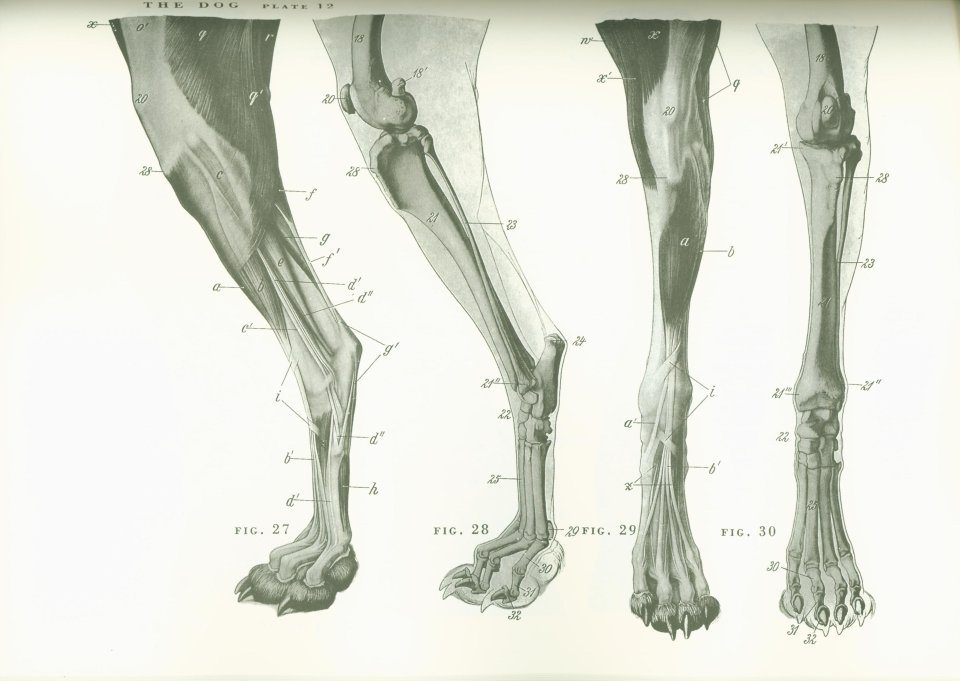 An Atlas of Animal Anatomy for Artists | NHBS Academic
