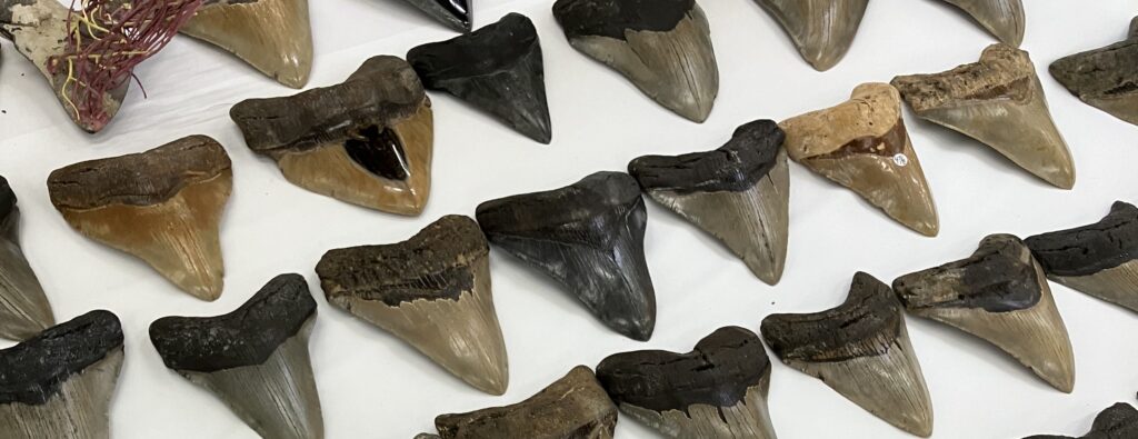 メガロドンの歯の化石 mgaz5005 | Megalodon-teeth.jp