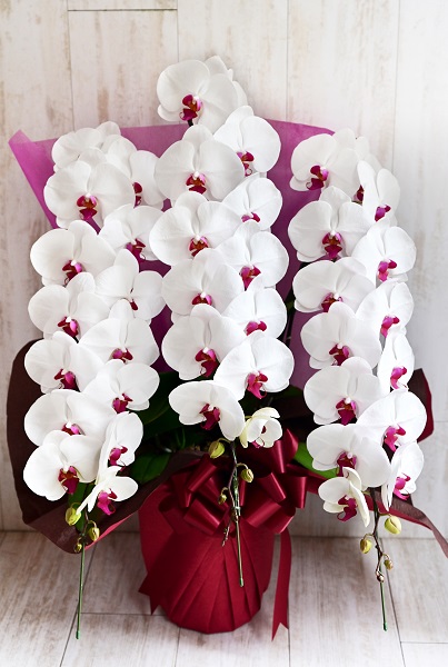 flower gift lab / 胡蝶蘭3本立 紅白