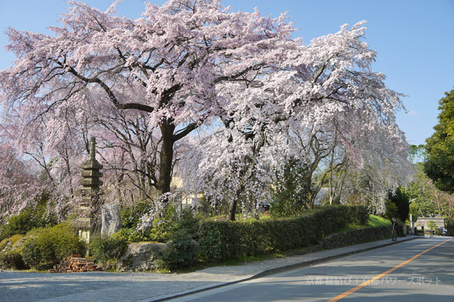 佐野藤右衛門邸（京都 桜の名所） - 京都縁結びパワースポット