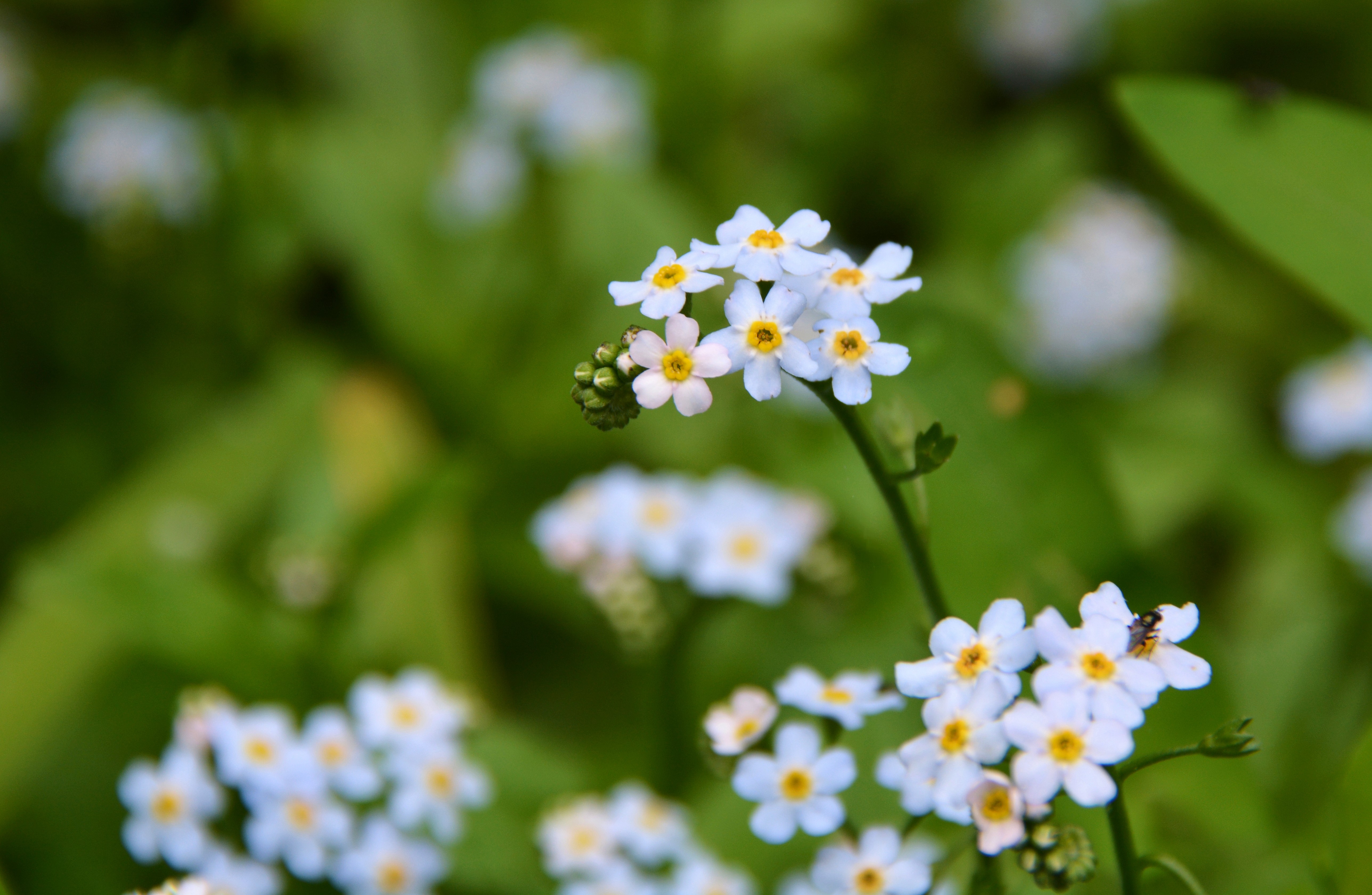 True Forget-Me-Not | The Natural History Log
