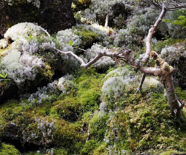 遠山ガイドの会で「中津川岩石・鉱物」の研修を行いました