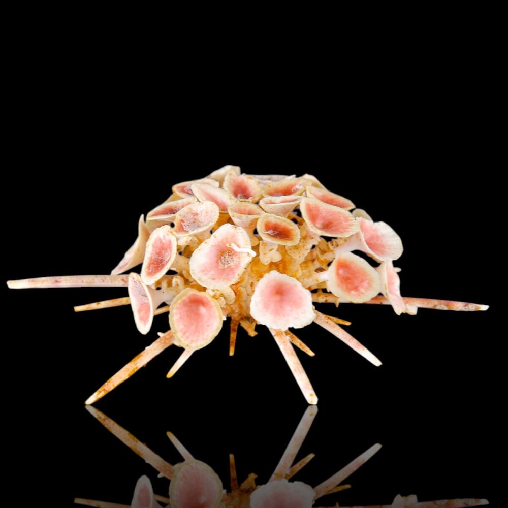 Goniocidaris spinosa ウニ 標本 Goniocidaris spinosa ウニ 標本