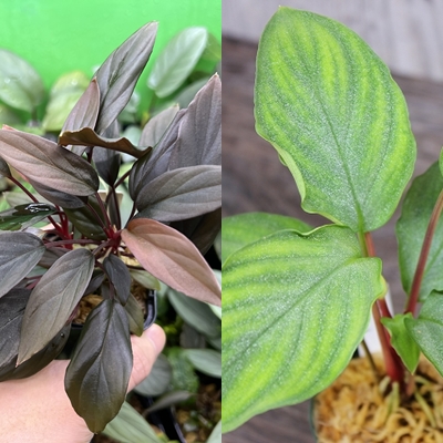 Homalomena HR9 K0723-f3 | KZT PLANTS