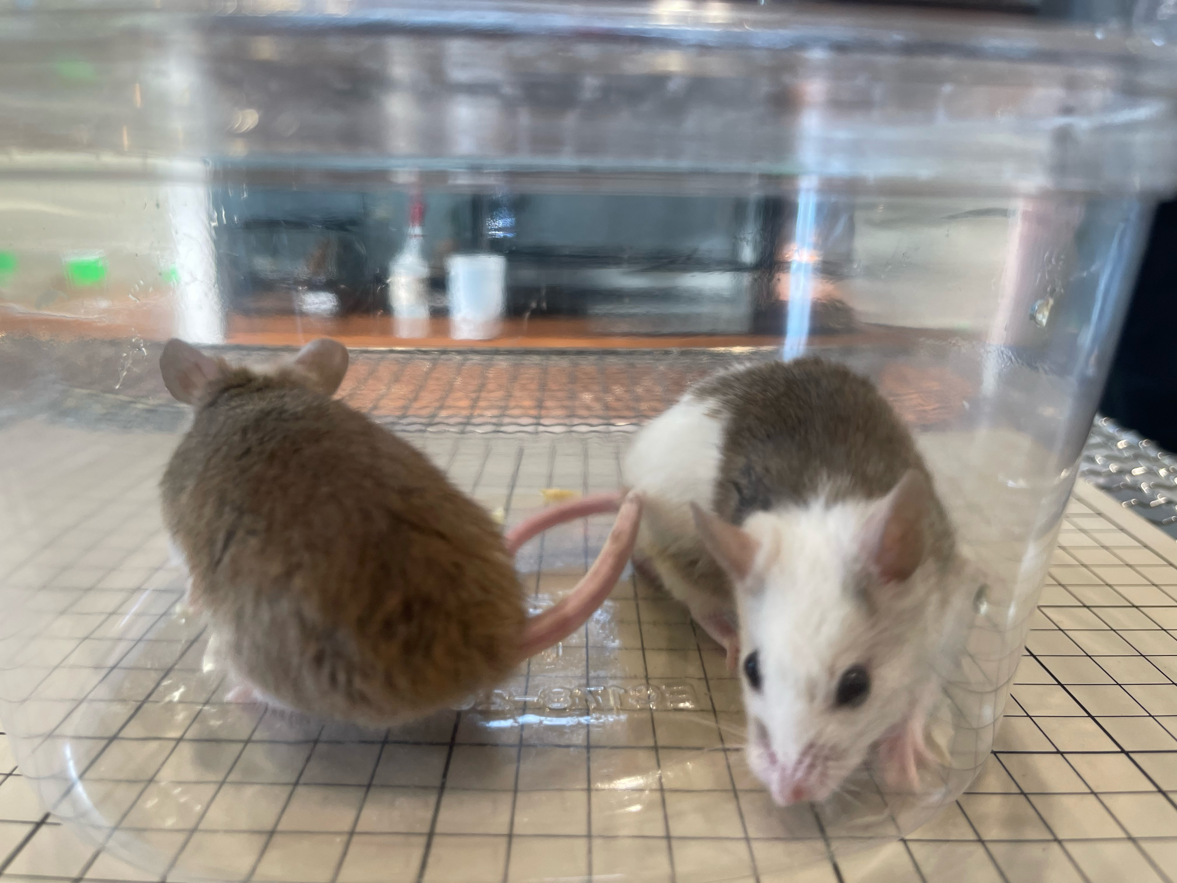 MINORITY ONLINE STORE / ヤワゲネズミ